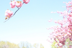 Kirschblüten_2